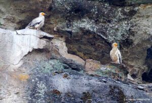 a new generation of the egyptian vulture at meteora